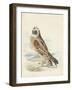 Meyer Hawk Owl-H. l. Meyer-Framed Art Print