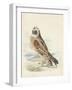 Meyer Hawk Owl-H. l. Meyer-Framed Art Print