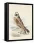 Meyer Hawk Owl-H. l. Meyer-Framed Stretched Canvas