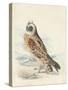 Meyer Hawk Owl-H. l. Meyer-Stretched Canvas