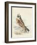 Meyer Hawk Owl-H. l. Meyer-Framed Art Print