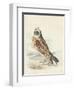 Meyer Hawk Owl-H. l. Meyer-Framed Art Print