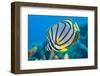 Meyer's butterflyfish feeding on hard coral, Indian Ocean-Alex Mustard-Framed Photographic Print