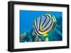 Meyer's butterflyfish feeding on hard coral, Indian Ocean-Alex Mustard-Framed Photographic Print