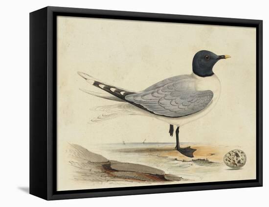 Meyer Shorebirds I-H. l. Meyer-Framed Stretched Canvas