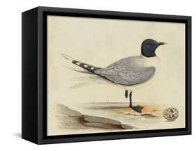 Meyer Shorebirds I-H. l. Meyer-Framed Stretched Canvas