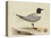 Meyer Shorebirds I-H. l. Meyer-Stretched Canvas