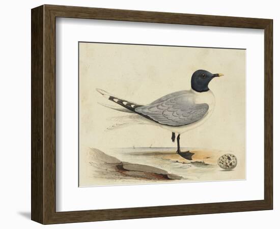 Meyer Shorebirds I-H. l. Meyer-Framed Art Print