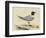 Meyer Shorebirds I-H. l. Meyer-Framed Art Print