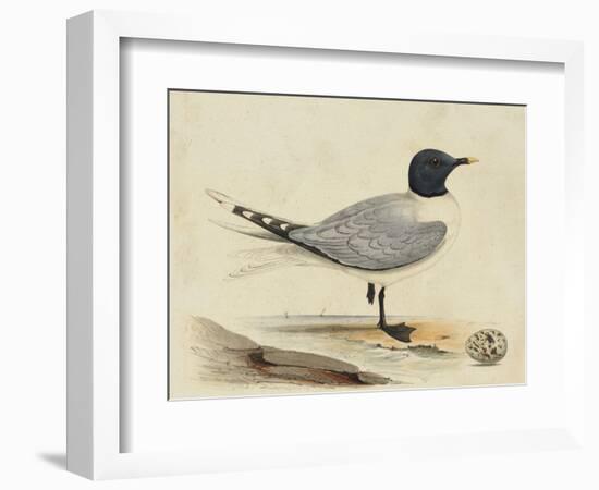 Meyer Shorebirds I-H. l. Meyer-Framed Art Print