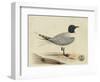 Meyer Shorebirds I-H. l. Meyer-Framed Art Print