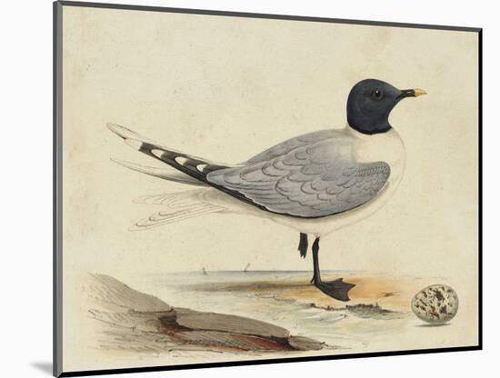 Meyer Shorebirds I-H. l. Meyer-Mounted Art Print