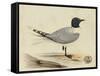 Meyer Shorebirds I-H. l. Meyer-Framed Stretched Canvas