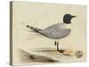 Meyer Shorebirds I-H. l. Meyer-Stretched Canvas