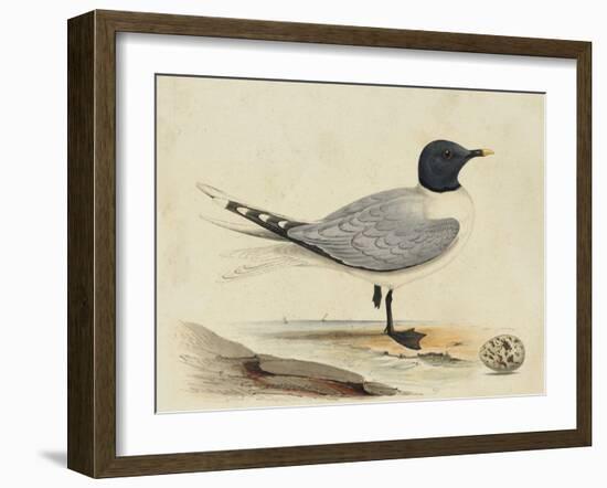 Meyer Shorebirds I-H. l. Meyer-Framed Art Print