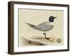 Meyer Shorebirds I-H. l. Meyer-Framed Art Print