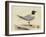 Meyer Shorebirds I-H. l. Meyer-Framed Art Print