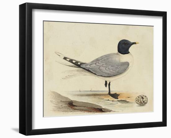 Meyer Shorebirds I-H. l. Meyer-Framed Art Print
