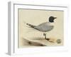 Meyer Shorebirds I-H. l. Meyer-Framed Art Print