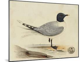 Meyer Shorebirds I-H. l. Meyer-Mounted Art Print