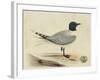 Meyer Shorebirds I-H. l. Meyer-Framed Art Print