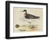 Meyer Shorebirds II-H. l. Meyer-Framed Art Print