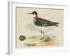 Meyer Shorebirds II-H. l. Meyer-Framed Art Print