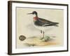 Meyer Shorebirds II-H. l. Meyer-Framed Art Print