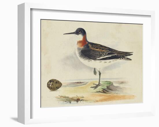 Meyer Shorebirds II-H. l. Meyer-Framed Art Print