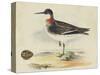Meyer Shorebirds II-H. l. Meyer-Stretched Canvas