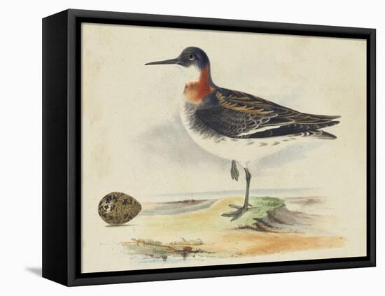 Meyer Shorebirds II-H. l. Meyer-Framed Stretched Canvas