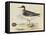 Meyer Shorebirds II-H. l. Meyer-Framed Stretched Canvas