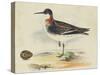 Meyer Shorebirds II-H. l. Meyer-Stretched Canvas