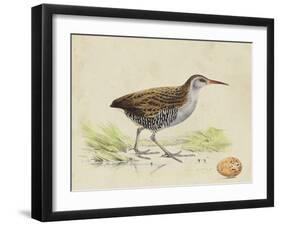 Meyer Shorebirds III-H. l. Meyer-Framed Art Print