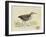 Meyer Shorebirds III-H. l. Meyer-Framed Art Print
