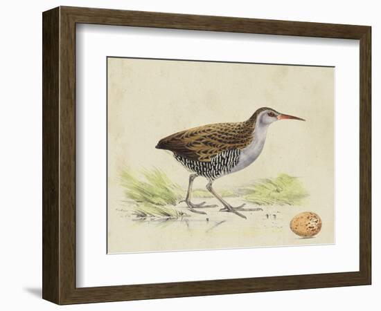 Meyer Shorebirds III-H. l. Meyer-Framed Art Print