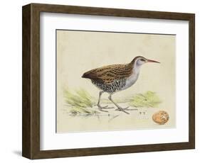 Meyer Shorebirds III-H. l. Meyer-Framed Art Print