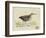 Meyer Shorebirds III-H. l. Meyer-Framed Art Print