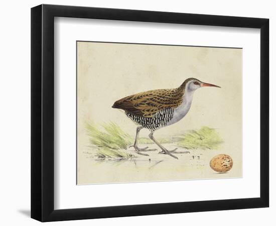 Meyer Shorebirds III-H. l. Meyer-Framed Art Print