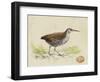 Meyer Shorebirds III-H. l. Meyer-Framed Art Print