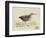 Meyer Shorebirds III-H. l. Meyer-Framed Art Print