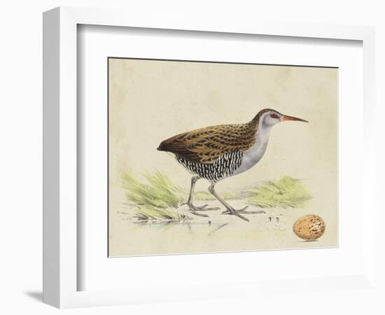 Meyer Shorebirds III-H. l. Meyer-Framed Art Print