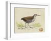 Meyer Shorebirds III-H. l. Meyer-Framed Art Print