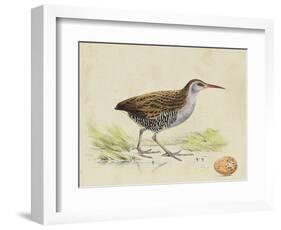 Meyer Shorebirds III-H. l. Meyer-Framed Art Print