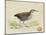 Meyer Shorebirds III-H. l. Meyer-Mounted Art Print