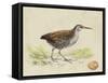 Meyer Shorebirds III-H. l. Meyer-Framed Stretched Canvas