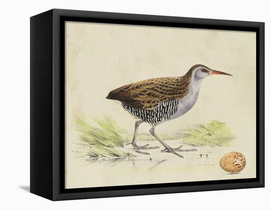 Meyer Shorebirds III-H. l. Meyer-Framed Stretched Canvas