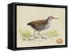 Meyer Shorebirds III-H. l. Meyer-Framed Stretched Canvas