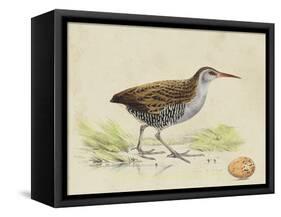 Meyer Shorebirds III-H. l. Meyer-Framed Stretched Canvas