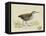 Meyer Shorebirds III-H. l. Meyer-Framed Stretched Canvas